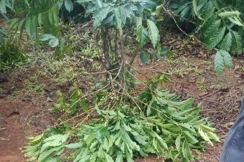 Cà phê tăng giá, người dân 'mất ăn, mất ngủ' canh trộm