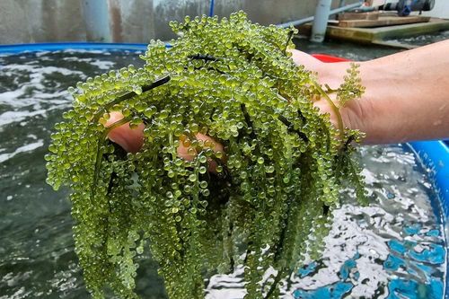 Cách người dân Ninh Thuận nâng cao thu nhập: Nuôi trồng rong nho