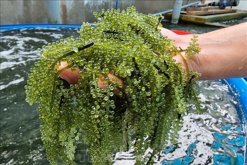 Triển vọng phát triển kinh tế cho các địa phương ven biển từ rong nho