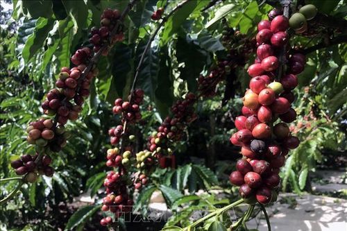 Cảnh báo tình trạng mất trộm cà phê và phá hoại cây trồng ở Đắk Lắk