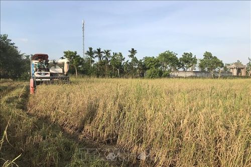 Tích tụ ruộng đất: Không để lãng phí đất, giảm sức cho nông dân