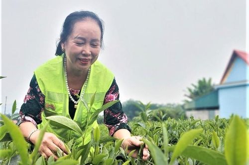 Thao thức một vùng chè