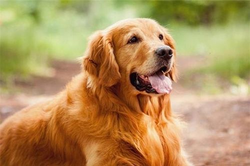 Vì sao con người chọn thuần hóa chó đầu tiên dù từng là kẻ thù không đội trời chung với nhau?