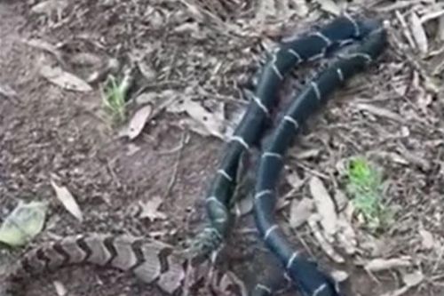 CLIP: Mãn nhãn trước màn tử chiến đầy kịch tính của rắn vua và rắn đuôi chuông