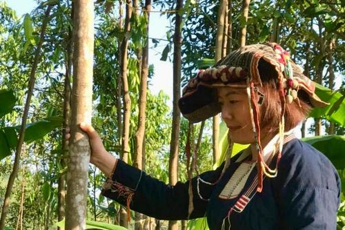 Nữ người Dao làm kinh tế giỏi
