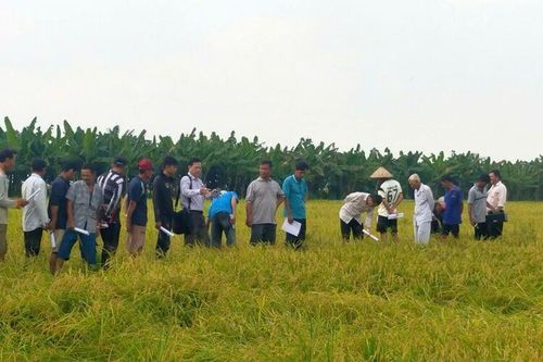 Tổng kết mô hình ứng dụng tiến bộ kỹ thuật sản xuất lúa thương phẩm