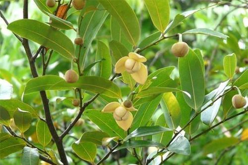 Ngạt ngào mùi hương dủ dẻ
