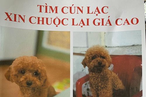 Lên mạng xã hội đăng tin tìm vật nuôi, bất ngờ thành 'con mồi' của những kẻ lừa đảo
