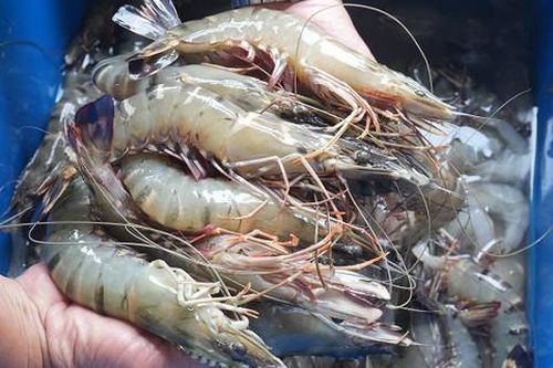 Tôm Cà Mau: Biểu tượng của sự khác biệt và chất lượng