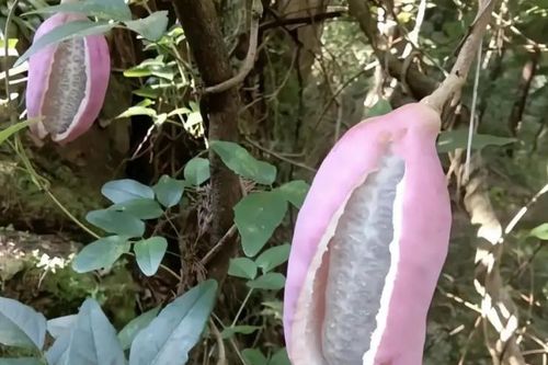 Vào rừng thấy quả 'nứt đôi' này là phát tài, giá cao mấy cũng bán 'cháy hàng'