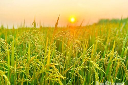 Trên cánh đồng mùa gặt