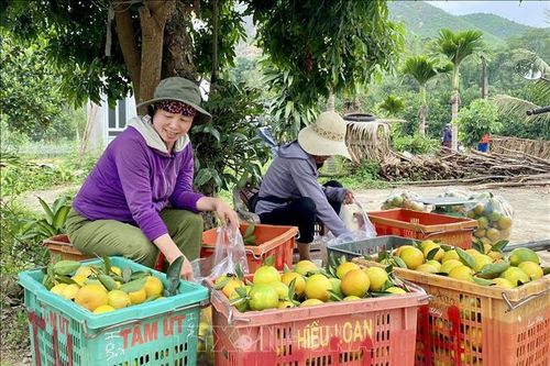 Giá cam ở Hà Tĩnh cao nhất trong khoảng 10 năm gần đây