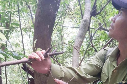 Vườn Quốc gia Bạch Mã: Nỗ lực ngăn chặn nạn bẫy thú rừng