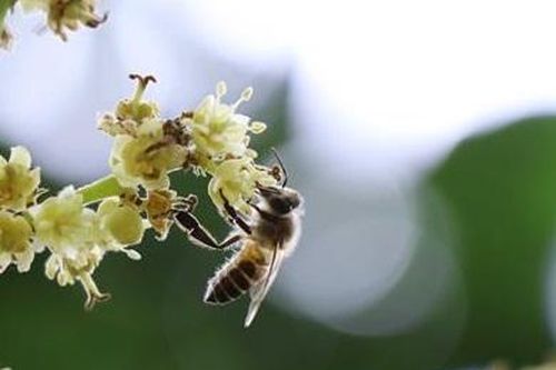 Phát hiện mới về khả năng phát hiện ung thư của ong và chó