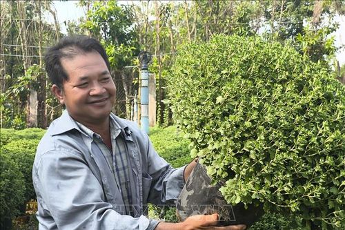 Nhu cầu đặt hoa cúc mâm xôi Tết tăng cao, giá cũng tăng