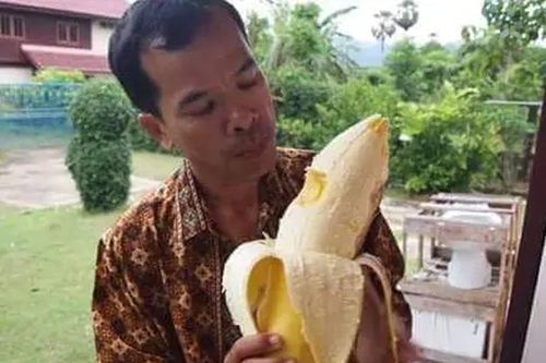 Giống chuối có quả to nhất thế giới, ăn một quả no cả ngày