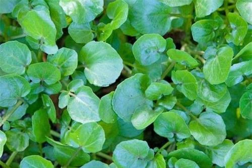 Loài rau của Việt Nam được xem tốt nhất thế giới, không cần chăm bón cũng xanh tươi, mùa này bán đầy chợ, giá lại rẻ bèo