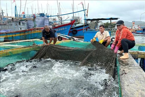 Lão nông làm giàu với mô hình nuôi cá mú