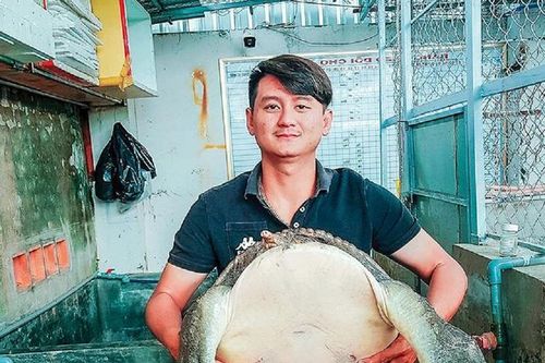 Mạnh dạn đầu tư nuôi loài 'siêu to khổng lồ', anh nông dân nhẹ nhàng lãi 2 tỷ đồng