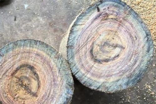 Loại gỗ quý nhưng 'vô sinh' từng được đồn đoán chữa khỏi bệnh ung thư, cả Việt Nam chỉ còn 162 cây, đó là gỗ gì?