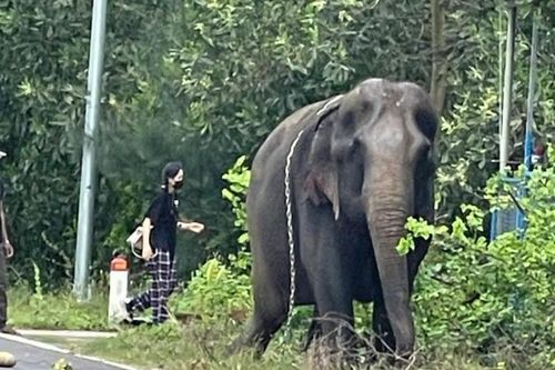 Một con voi đeo xích lang thang trên đường ở Quảng Nam