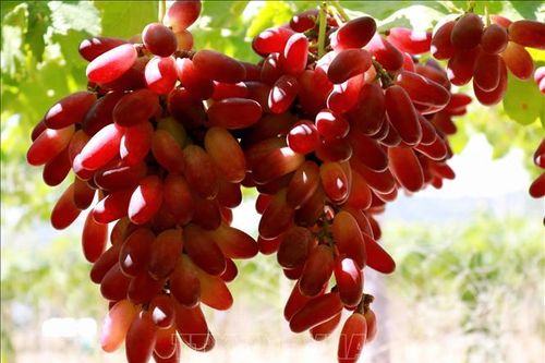 Cấp bằng bảo hộ cho hai giống nho mới