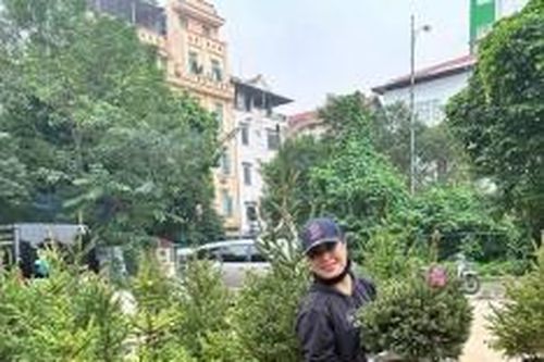 Hà Nội: Cây thông thật 'cháy' hàng trước lễ Giáng sinh