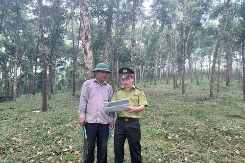 Khai thác tiềm năng, phát triển kinh tế lâm nghiệp