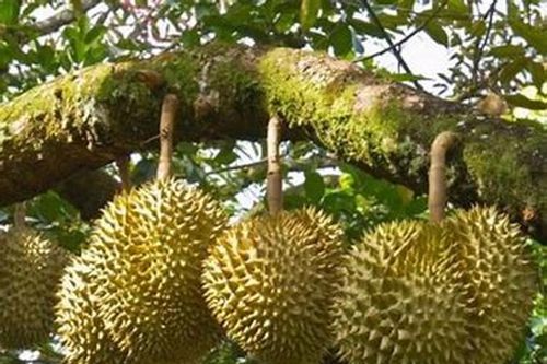 Phát triển sản xuất sầu riêng bền vững