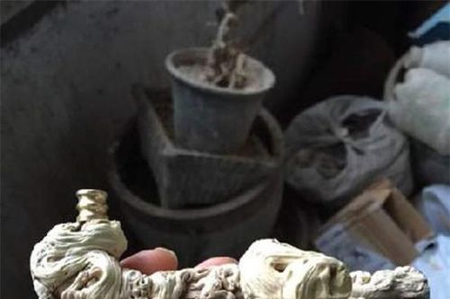 Người đàn ông nhặt được khúc gỗ xấu xí, định bỏ đi nhưng khi nghe chuyên gia thẩm định thì vô cùng choáng
