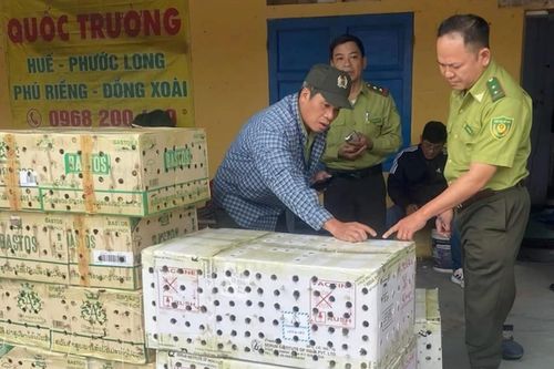 Phát hiện gần 1.000 con chim chào mào hoang dã trong 7 thùng giấy ở bến xe ở Huế