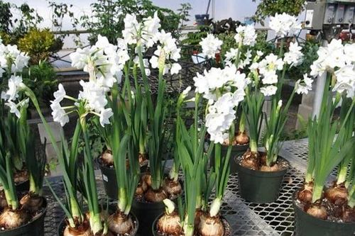 Hái lá hoa thủy tiên để nấu cháo vì nhầm với lá hẹ, hai trẻ ăn xong bị ngộ độc