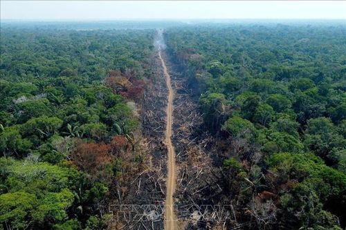 EU quyết định hoãn thực hiện luật chống phá rừng thêm một năm
