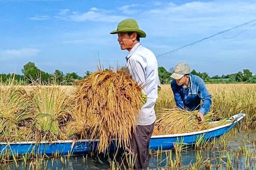 Tự tin trồng lúa trên đất mặn
