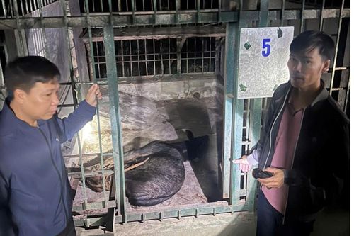 Săn bắt, mua bán động vật trong sách đỏ