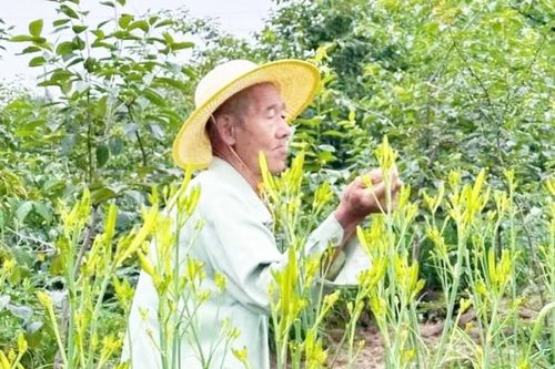 Loài hoa chứa chất độc có từ 2.000 năm trước, người Việt vẫn ăn ầm ầm