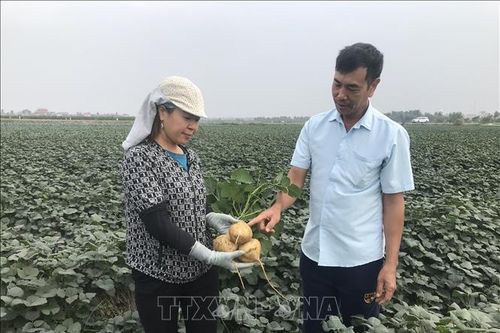 'Thủ phủ' củ đậu Hải Dương giảm 50% sản lượng