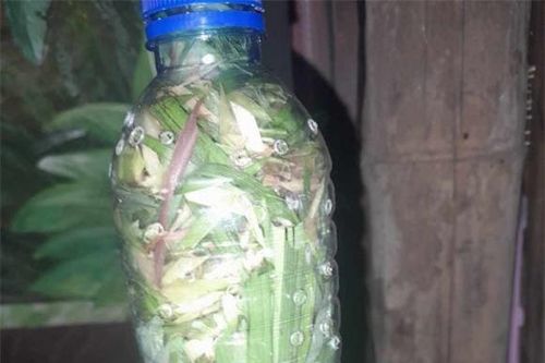 Nhà nào cũng nên tự làm lọ tinh dầu đuổi muỗi cực đơn giản này: Hiệu quả, an toàn, không hóa chất