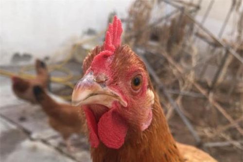Bí mật thú vị trong cuộc sống ít người biết: Cách nhận biết gà đẻ trứng màu gì chỉ bằng một bộ phận trên cơ thể