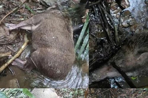 Nghệ An: tìm nguyên nhân hàng chục cá thể lợn rừng chết bất thường