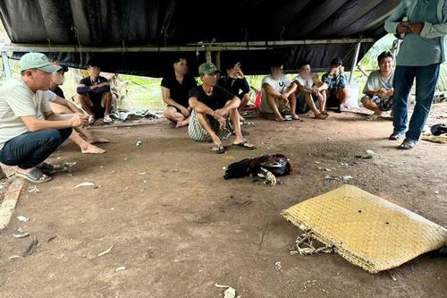 Triệt phá tụ điểm đá gà ăn tiền, tạm giữ 13 đối tượng