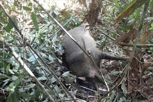 Nghệ An: Phát hiện hàng chục con lợn rừng chết bất thường trong Vườn quốc gia Pù Mát