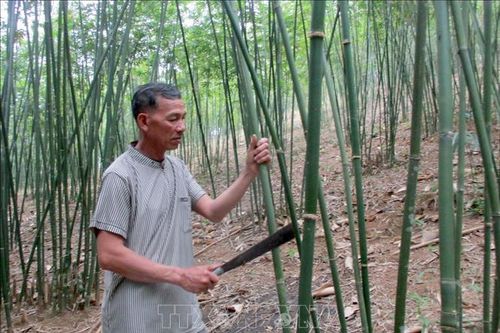Nhiều hộ dân giảm nghèo nhờ trồng cây vầu