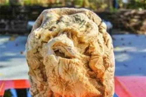 Kỳ lạ loài nấm được mệnh danh là 'vua miễn dịch', giá nghìn tỷ, vua chúa cũng phải săn lùng
