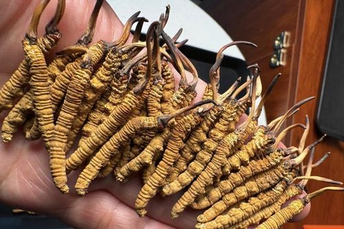 Đông trùng hạ thảo tràn 'chợ mạng', 2,5 tỷ đồng/kg vẫn cháy hàng