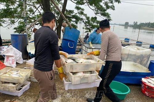 Xác định nguyên nhân hàng tấn cá chết tại Hà Tĩnh