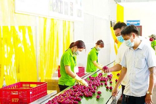 Vĩnh Long xây dựng đội ngũ doanh nhân theo hướng bền vững, góp phần phát triển kinh tế