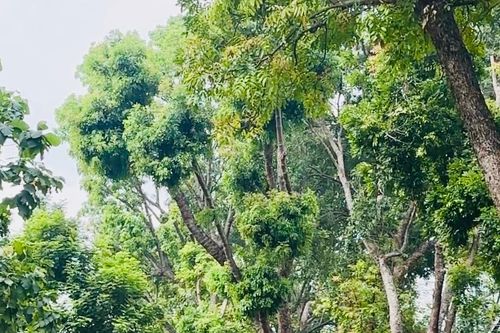 Chuyển đổi năng lượng tái tạo để Việt Nam hướng tới mục tiêu Net Zero 2050
