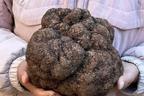 Tìm thấy nấm truffle nặng nhất tỉnh Vân Nam, Trung Quốc