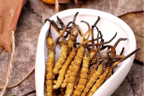 Vì sao 'sâu cỏ' khô 2,5 tỷ đồng/kg vẫn cháy hàng?